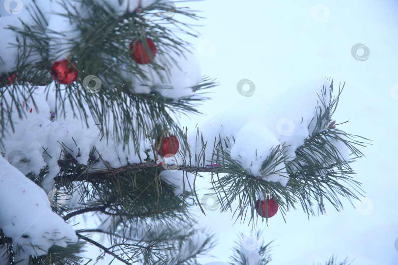 Скачать Ветка зеленой ели в снегу фотосток Ozero
