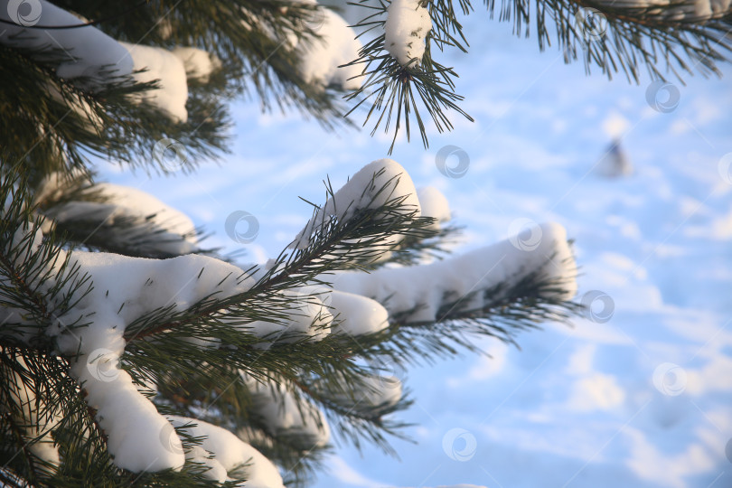 Скачать Ветка зеленой ели фотосток Ozero