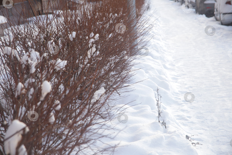 Скачать Ветки кустарников в снегу фотосток Ozero