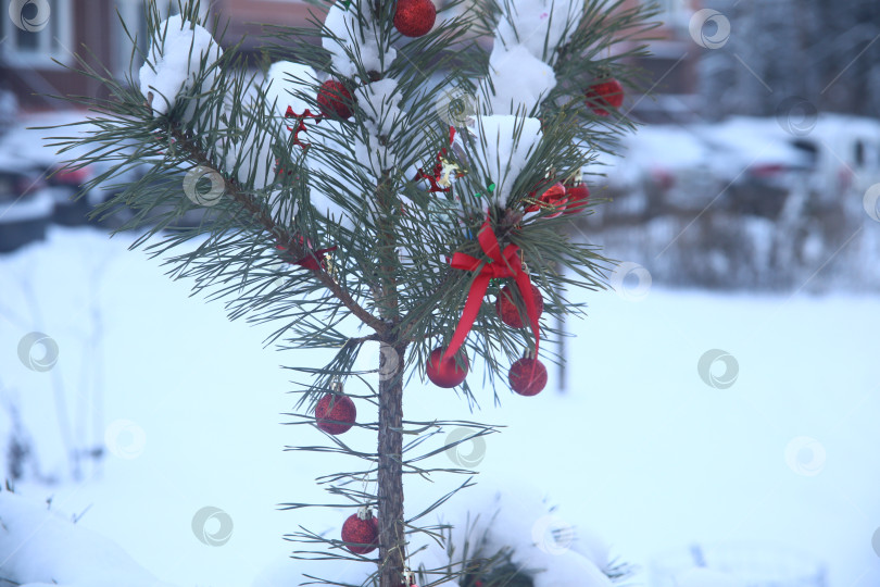 Скачать Ветка зеленой ели в снегу фотосток Ozero