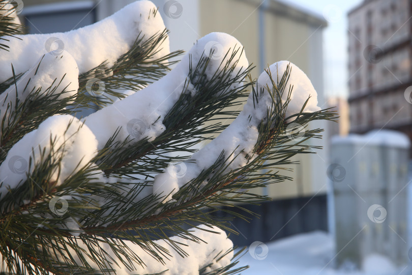 Скачать Ветка зеленой ели в снегу фотосток Ozero