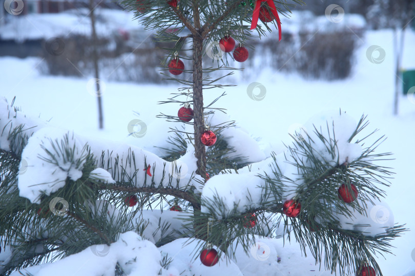 Скачать Ветка зеленой ели в снегу фотосток Ozero