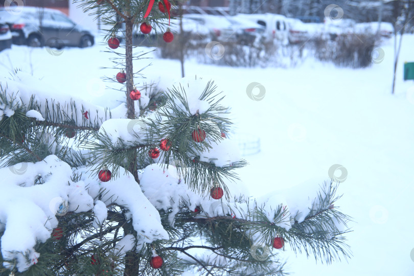 Скачать Ветка ели в снегу фотосток Ozero