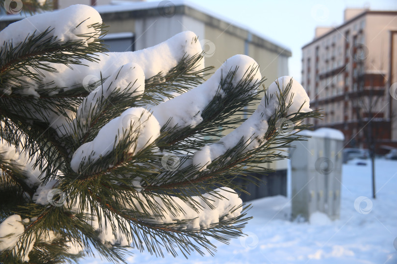 Скачать Ветка ели в снегу фотосток Ozero