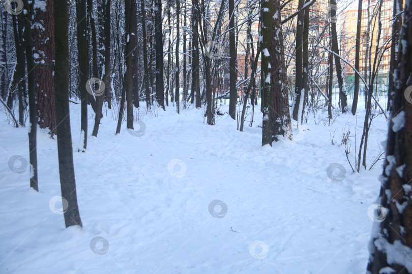 Скачать Лес в снегу зимой фотосток Ozero