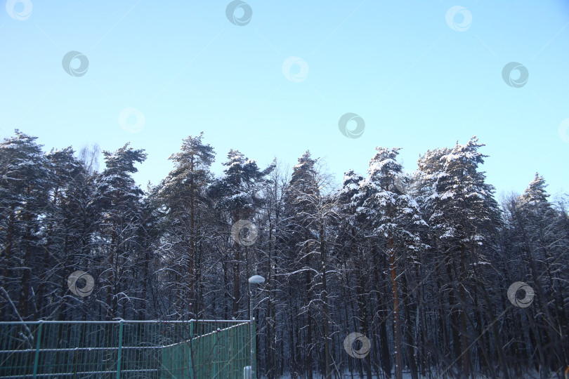 Скачать Деревья в снегу фотосток Ozero