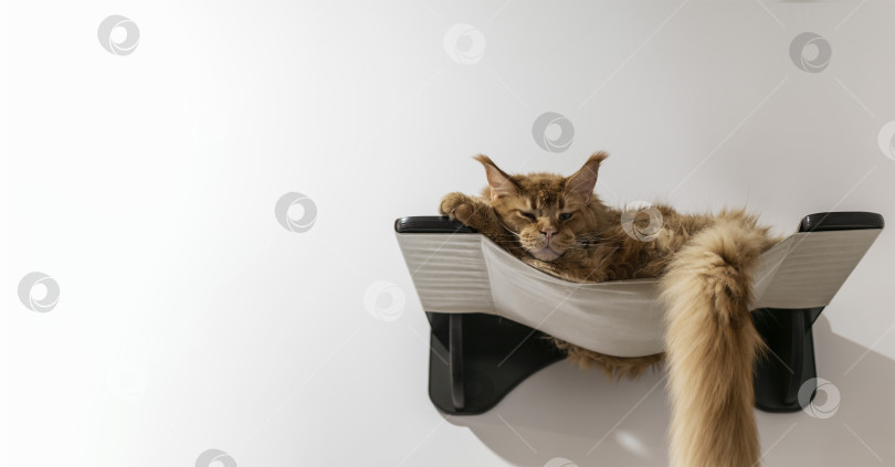 Скачать Большой рыжий кот отдыхает в шезлонге фотосток Ozero