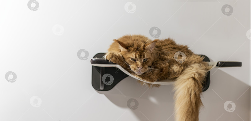 Скачать Большой рыжий кот отдыхает в шезлонге фотосток Ozero