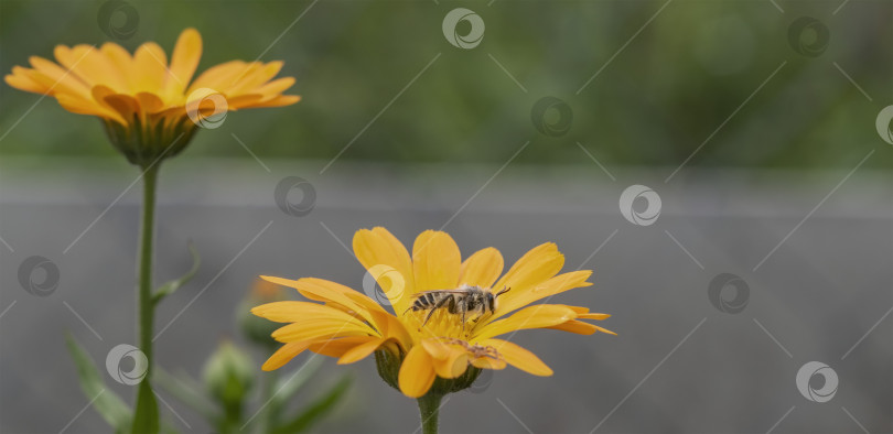 Скачать Изображение садового цветка крупным планом фотосток Ozero