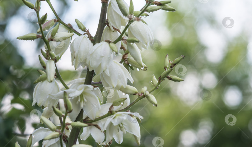 Скачать Растение с белыми цветочными бутонами фотосток Ozero
