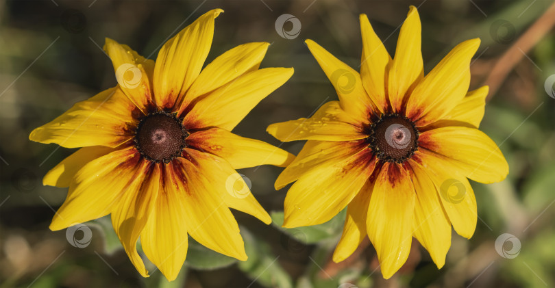 Скачать Изображение садового цветка крупным планом фотосток Ozero