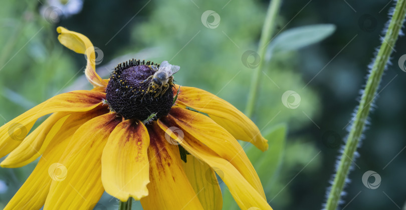 Скачать Изображение садового цветка крупным планом фотосток Ozero