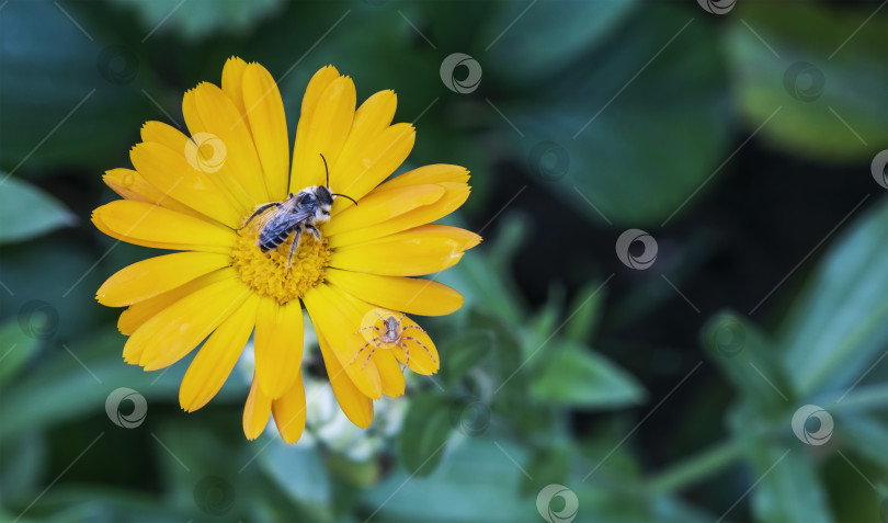 Скачать Изображение садового цветка крупным планом фотосток Ozero