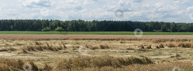 Скачать Срубленный урожай пшеницы после падения фотосток Ozero
