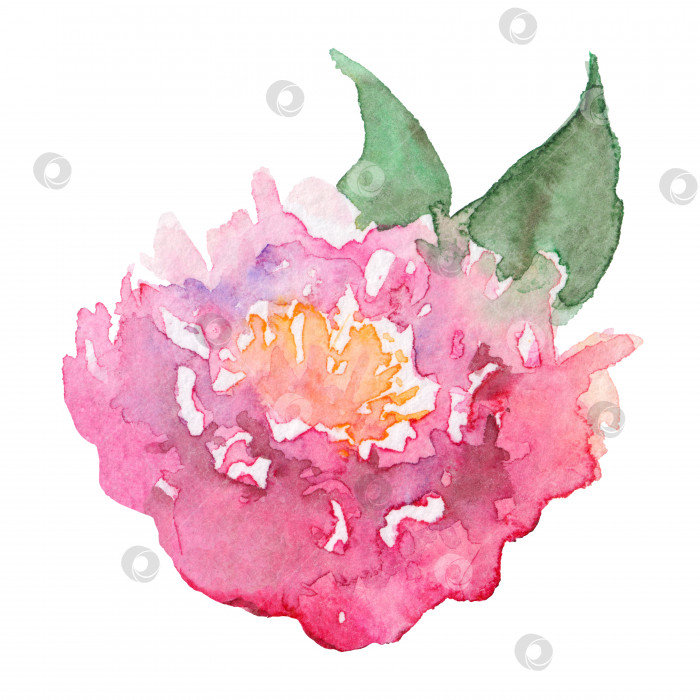 Скачать Акварель, нарисованная вручную розовая роза пион цветок лист изолированное искусство фотосток Ozero