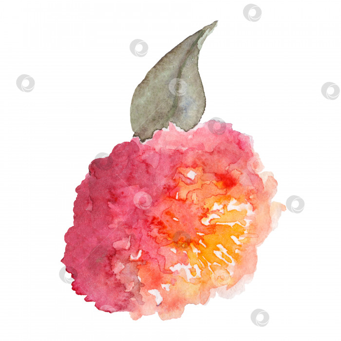 Скачать Акварель, нарисованная вручную розовая роза пион цветок лист изолированное искусство фотосток Ozero