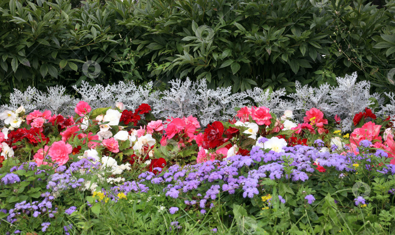 Скачать яркая клумба из бегоний, агератума и декоративной травы в конце лета фотосток Ozero