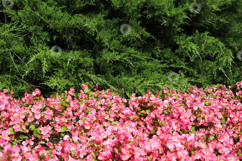 Скачать сочетание зеленой кроны хвойных растений и розового цвета мелкоцветковой бегонии в ландшафтном дизайне фотосток Ozero