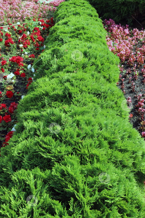 Скачать использование низкорослой туи (лат. Thuja) в ландшафтном дизайне фотосток Ozero