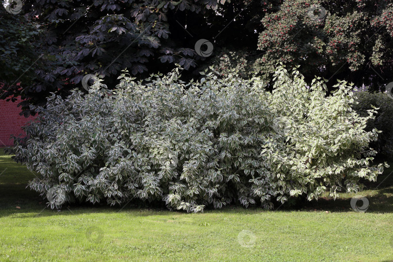 Скачать Белый кизил изящный (разновидность "Elegantissima") растет на лужайке перед домом под большими деревьями фотосток Ozero