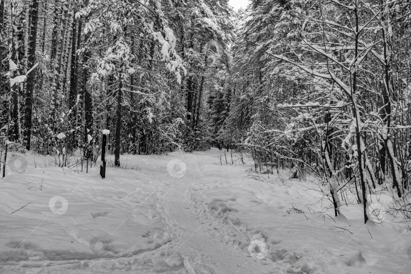 Скачать зимняя лесная тропа фотосток Ozero