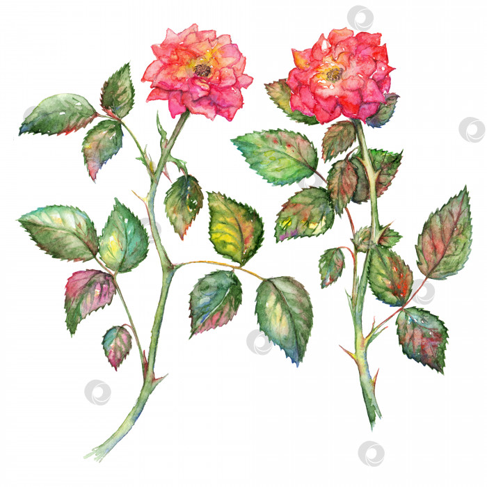 Скачать Пара акварельных розовых роз, изолированных клипартом фотосток Ozero