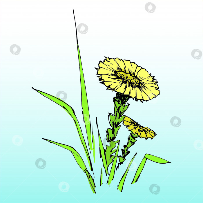 Скачать Мать-и-мачеха. Желтый весенний цветок. Нарисованная от руки векторная иллюстрация в стиле эскиза. фотосток Ozero