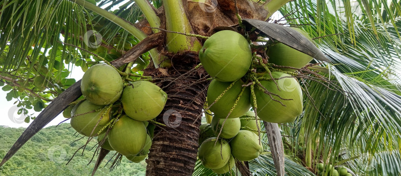 Скачать Кокосы зеленые на пальме. Крупный план. фотосток Ozero