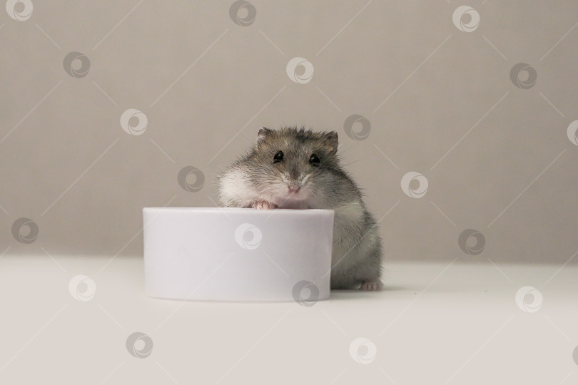 Скачать Хомяк сидит перед белой миской. фотосток Ozero