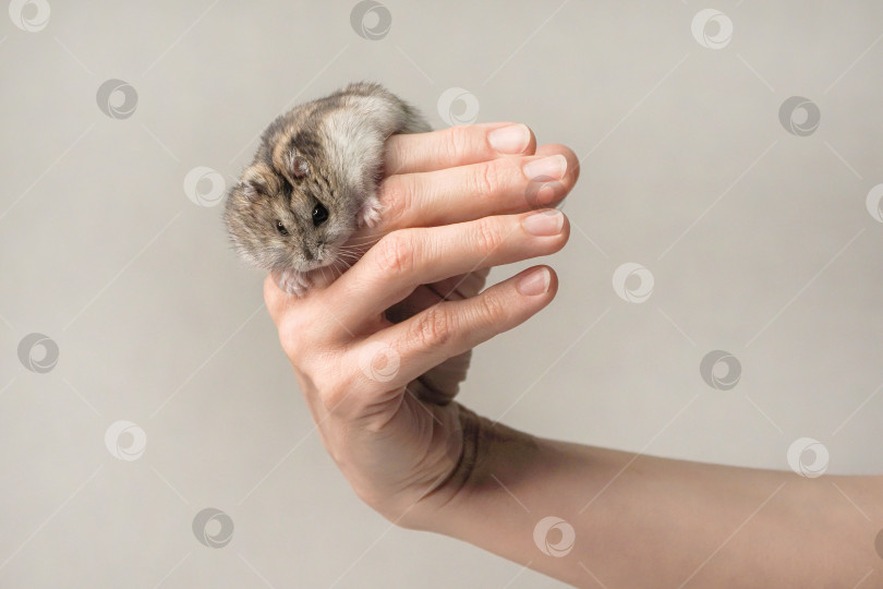 Скачать Крупным планом в руке человека изображено маленькое животное. фотосток Ozero