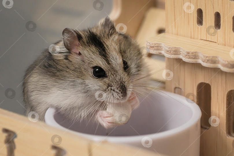 Скачать Хомячок ест кусочек корма из белой миски фотосток Ozero