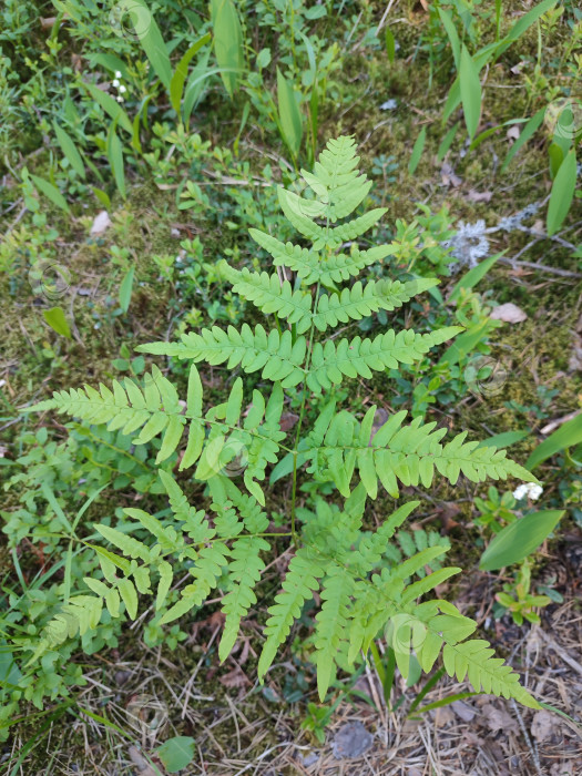 Скачать Gymnocarpium dryopteris. Замечательное зеленое растение фотосток Ozero