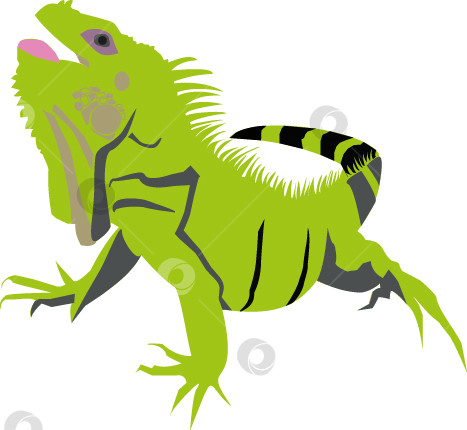 Скачать Игуана. Игуана. фотосток Ozero