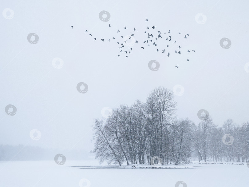 Скачать Стая птиц пролетает над заснеженным пейзажем фотосток Ozero