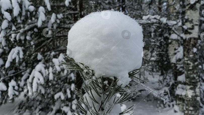 Скачать Снежок фотосток Ozero