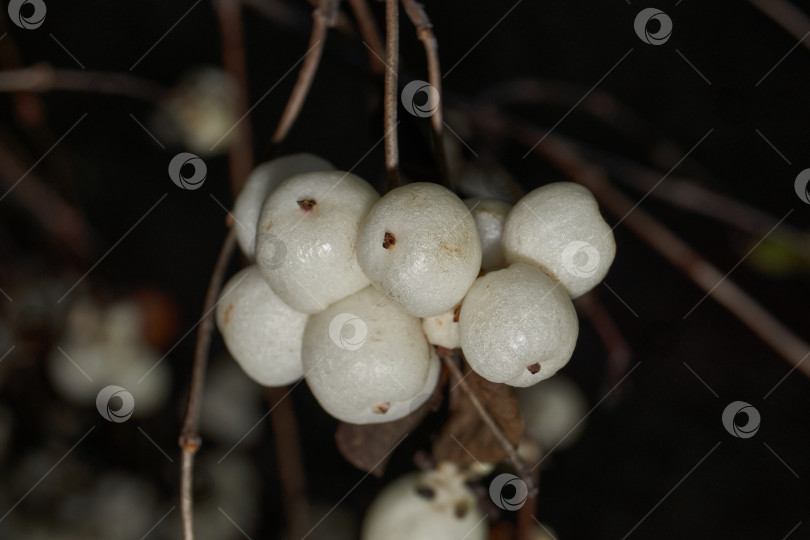 Скачать Крупный план белой грозди снежноягодника. Макросъемка плодов снежноягодника. фотосток Ozero