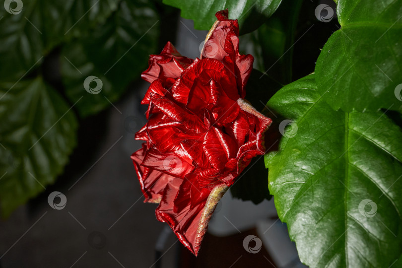 Скачать Макросъемка красного гибискуса с волнистыми лепестками. Красный цветок на фоне зеленых листьев. фотосток Ozero