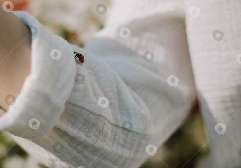 Скачать Божья коровка на рукаве фотосток Ozero