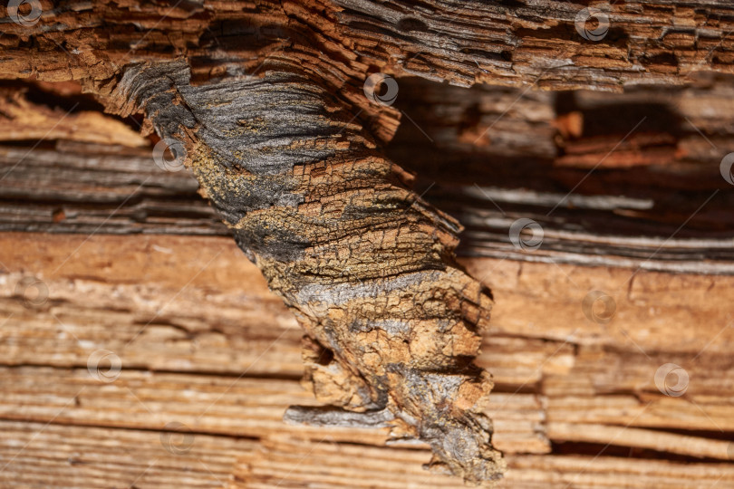 Скачать Старое дерево на стыке ветки и ствола. фотосток Ozero