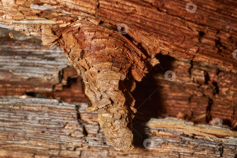 Скачать Старое дерево на стыке ветки и ствола. фотосток Ozero