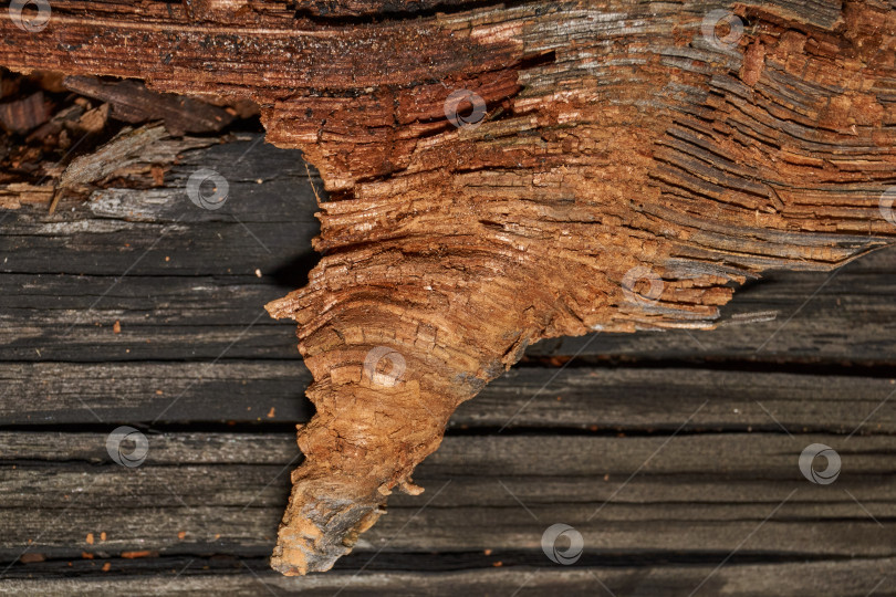 Скачать Старое дерево на стыке ветки и ствола. фотосток Ozero