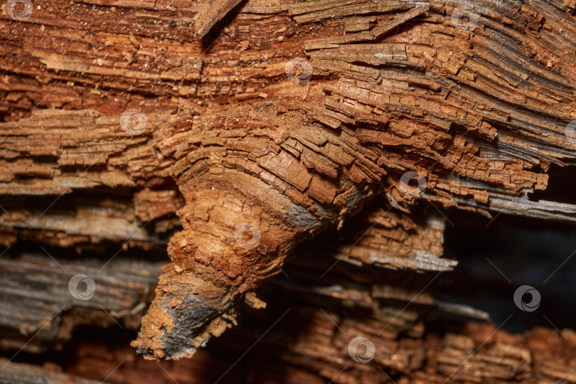 Скачать Старое дерево на стыке ветки и ствола. фотосток Ozero