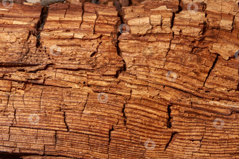Скачать Макросъемка структуры древесины с видимыми трещинами и наслоениями. фотосток Ozero