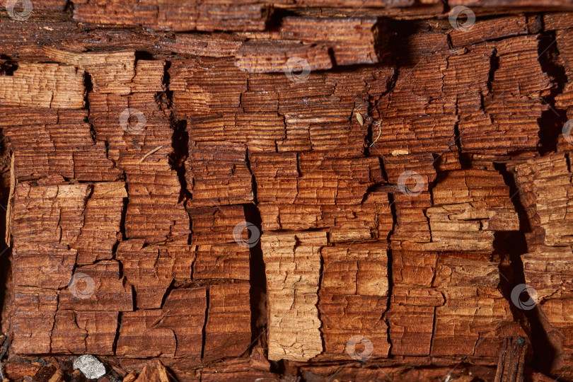 Скачать Макросъемка структуры древесины с видимыми трещинами и наслоениями. фотосток Ozero