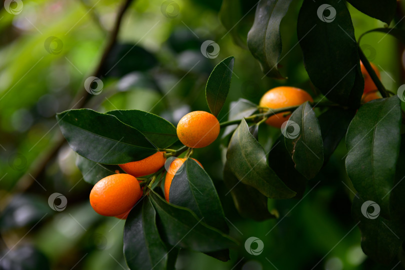 Скачать Овальные плоды кумквата Нагами, растущие на ветке с зелеными листьями. Цитрусовые рутовые (Rutaceae) из Японии в естественном садовом освещении на нежно-зеленом фоне фотосток Ozero