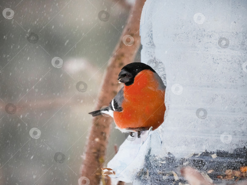 Скачать Птица снегирь сидит на кормушке для птиц в снегу. фотосток Ozero