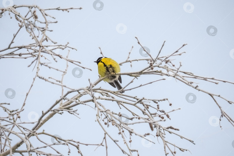 Скачать Синица сидит на ветке дерева в снегу. фотосток Ozero