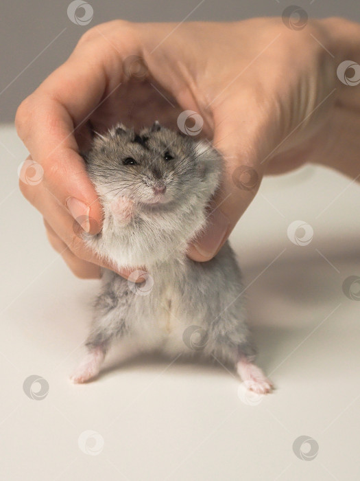 Скачать маленького хомячка держит за руку человек фотосток Ozero