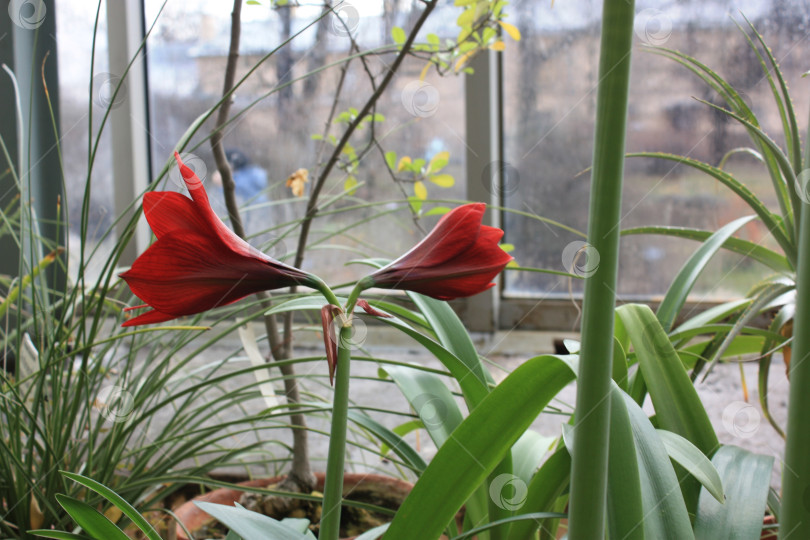 Скачать Необычный цветок в Ботаническом саду фотосток Ozero