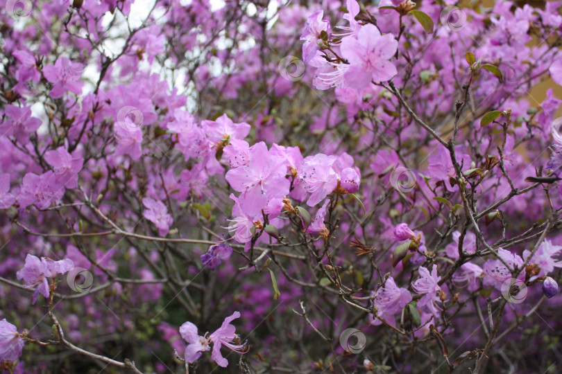 Скачать Розовые цветы в Ботаническом саду фотосток Ozero